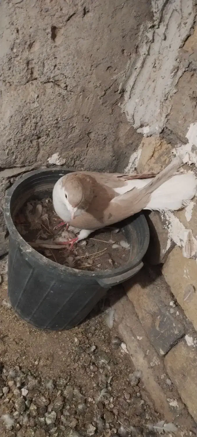 ساده هفت رنگ نر و ماده|پرنده|طرقبه, |دیوار