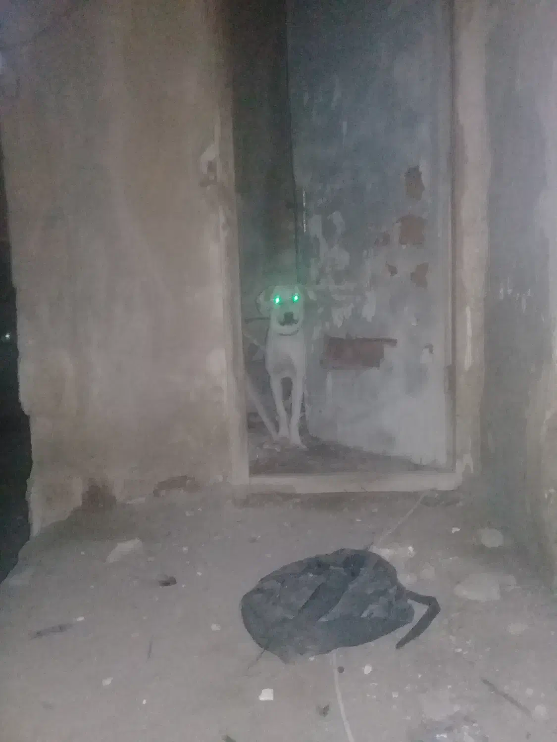 سگ شکاری|سگ|نگین شهر, |دیوار