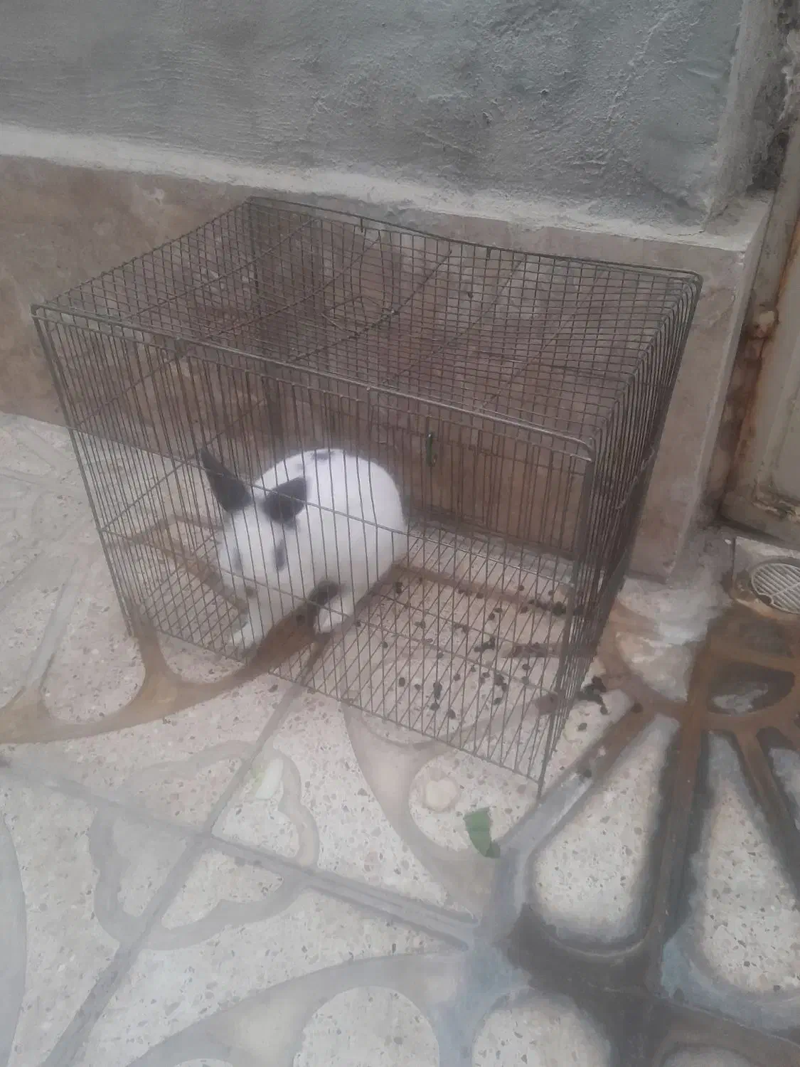 خرگوش فروشی|موش و خرگوش|اراک, |دیوار