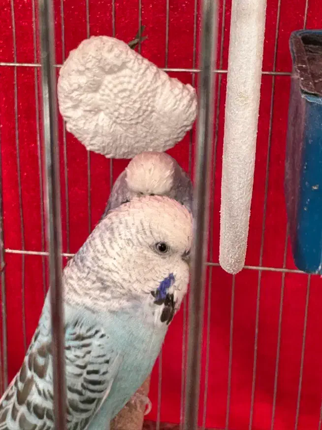 دوعدد مرغ عشق انگلیسی|پرنده|چهاردانگه (تهران), |دیوار