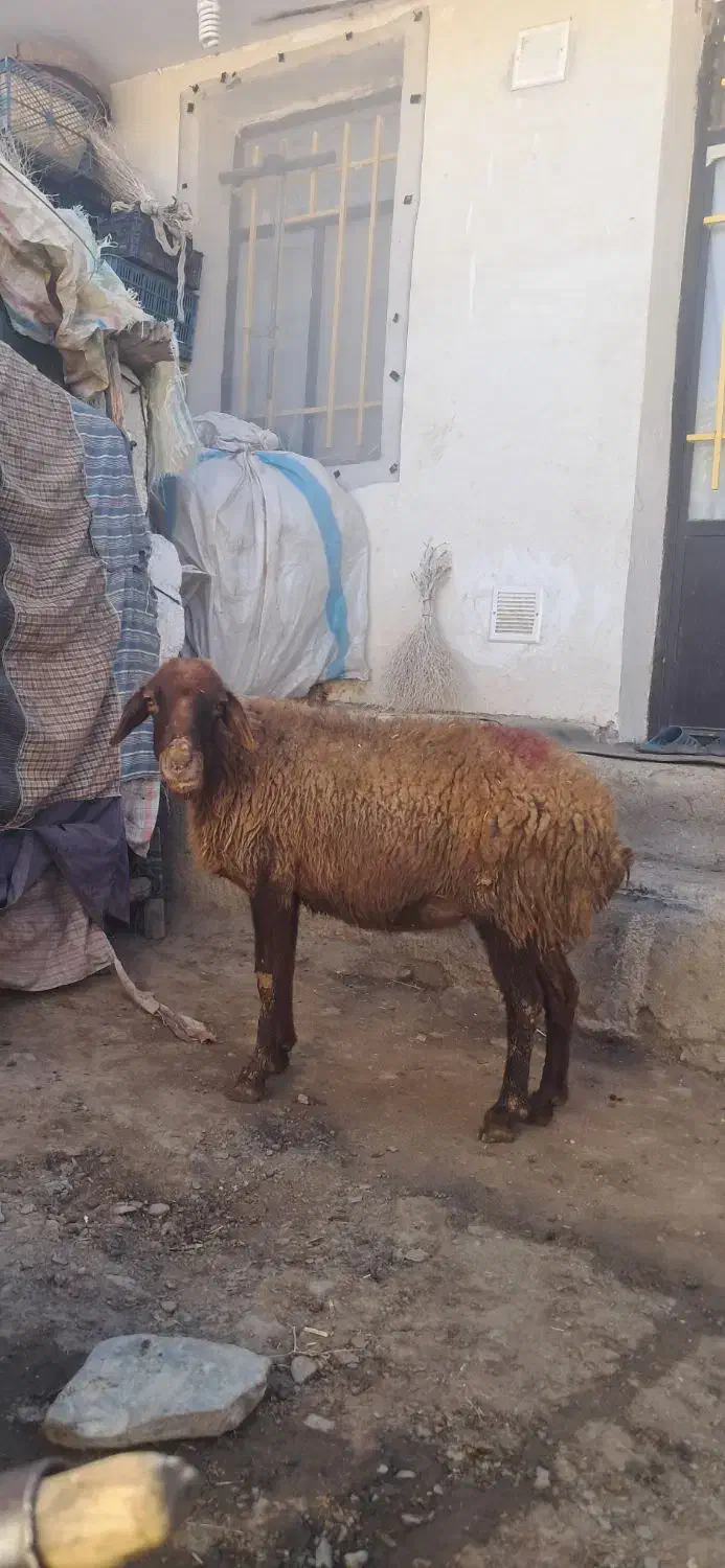 میش آبستن|حیوانات مزرعه|زند, |دیوار