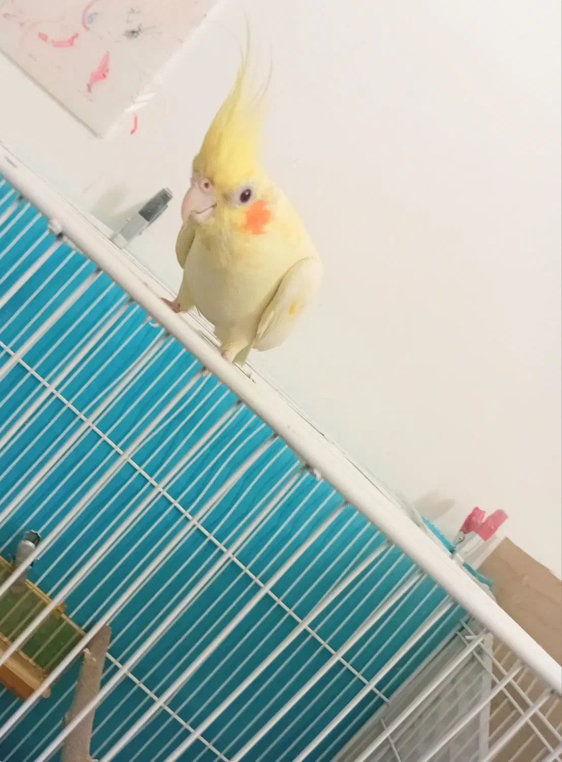 عروس هلندی ماده|پرنده|قائن, |دیوار