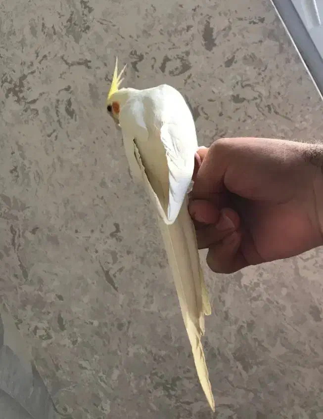 عروس هلندی گمشده|حیوانات|قائن, |دیوار