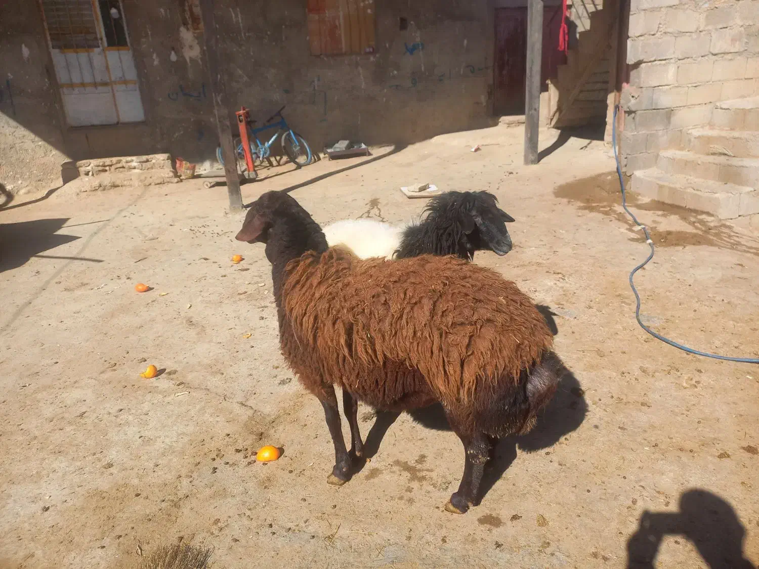 دو عدد قوچ|حیوانات مزرعه|نورآباد, |دیوار