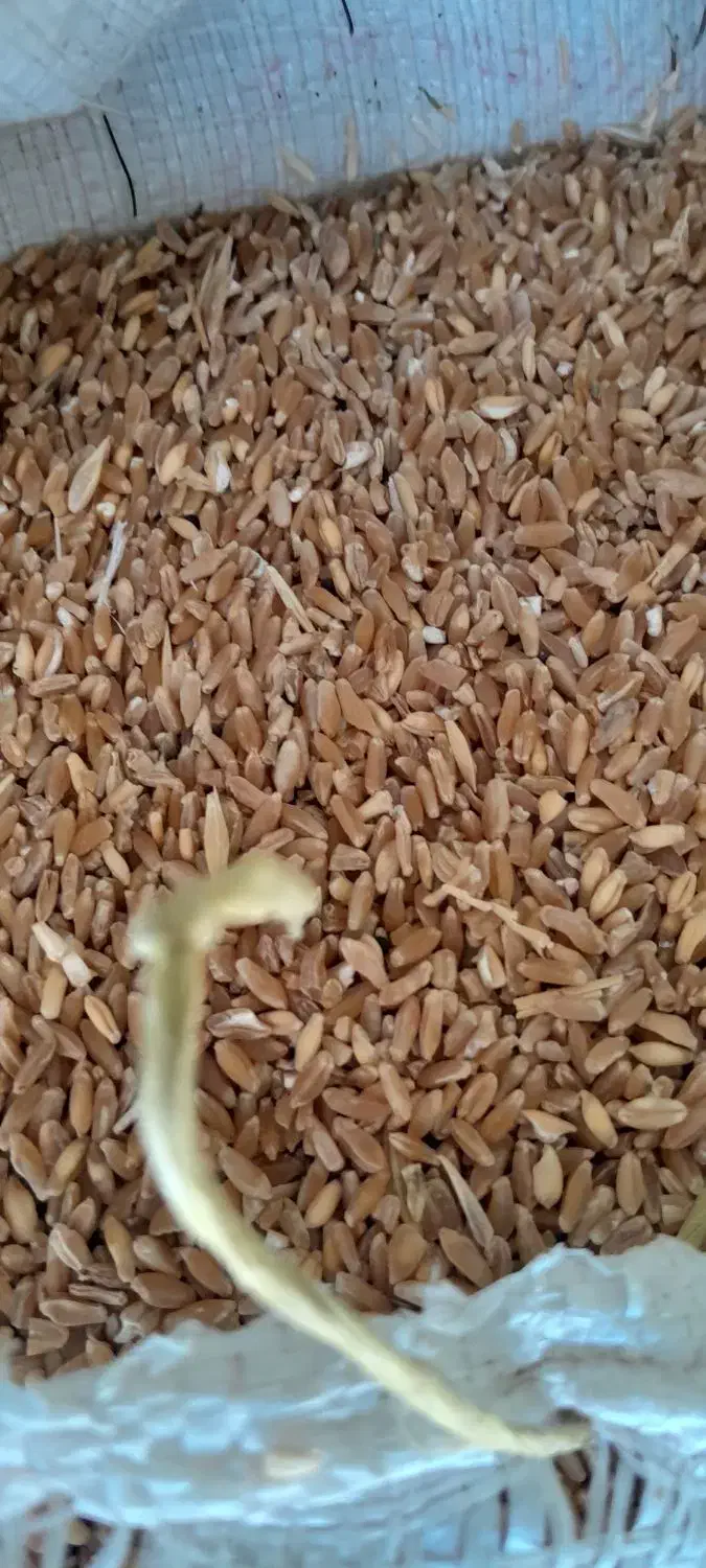 گندم وباقلا|لوازم جانبی حیوانات|سرپل ذهاب, |دیوار