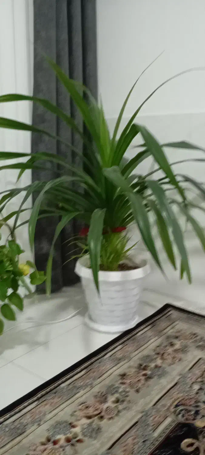 گل پاندانوس|گل و گیاه طبیعی|تربتحیدریه, کلاته توکلی|دیوار