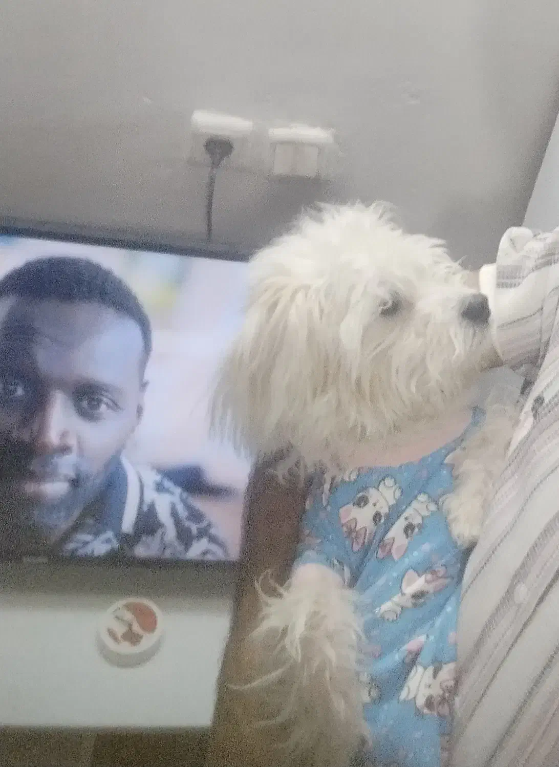 سگ شیتزو|سگ|کرمان, |دیوار