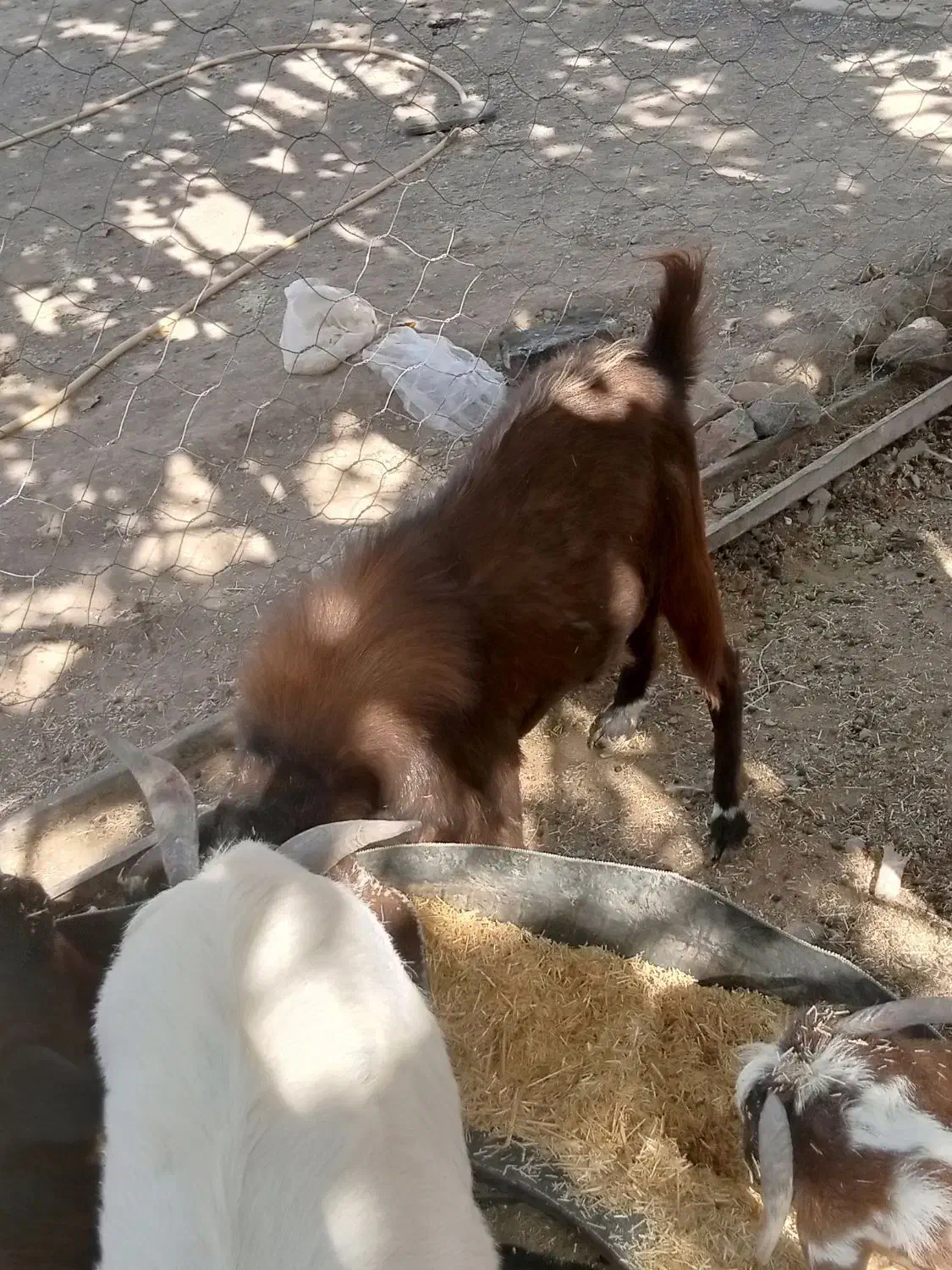 بزو تروشت|حیوانات مزرعه|خاش, |دیوار