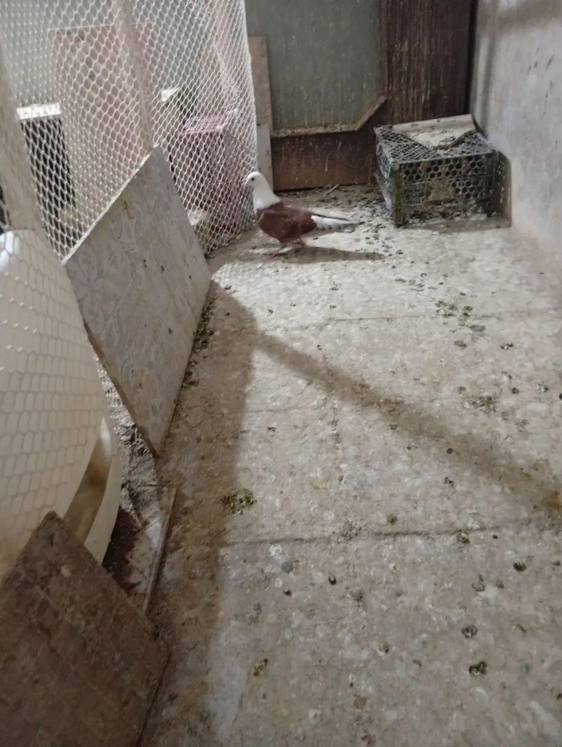 کلسفید|پرنده|قم, هنرستان|دیوار