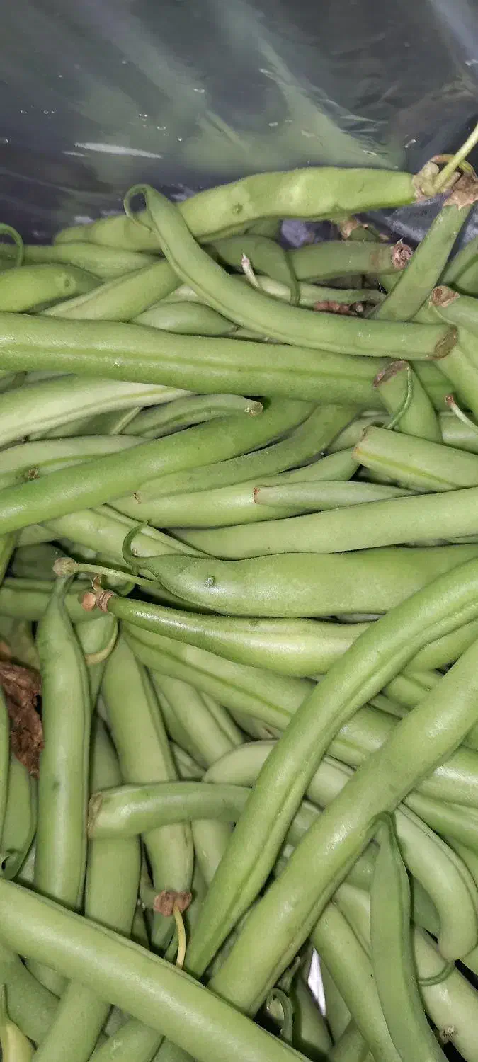 لوبیا سبز و فلفل تندوبادمجان وکدو تخم مرغ|خوردنی و آشامیدنی|بجنورد, |دیوار