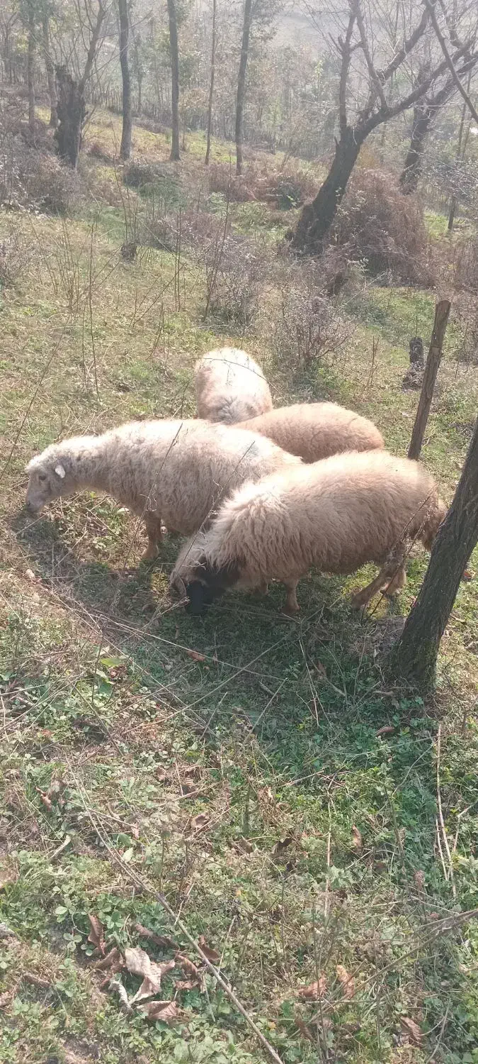 گوسفند|حیوانات مزرعه|سیاهکل, |دیوار