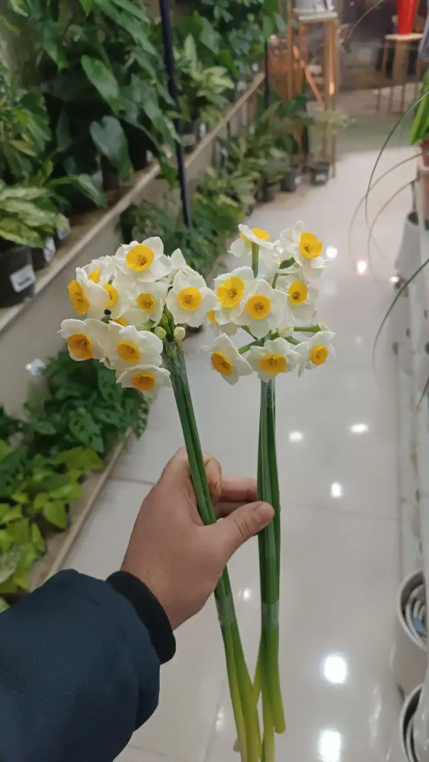 گل نرگس معطر|گل و گیاه طبیعی|اصفهان, درب سیبه علیا|دیوار