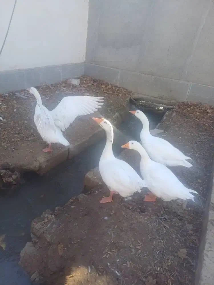 غاز|پرنده|ماهان, |دیوار