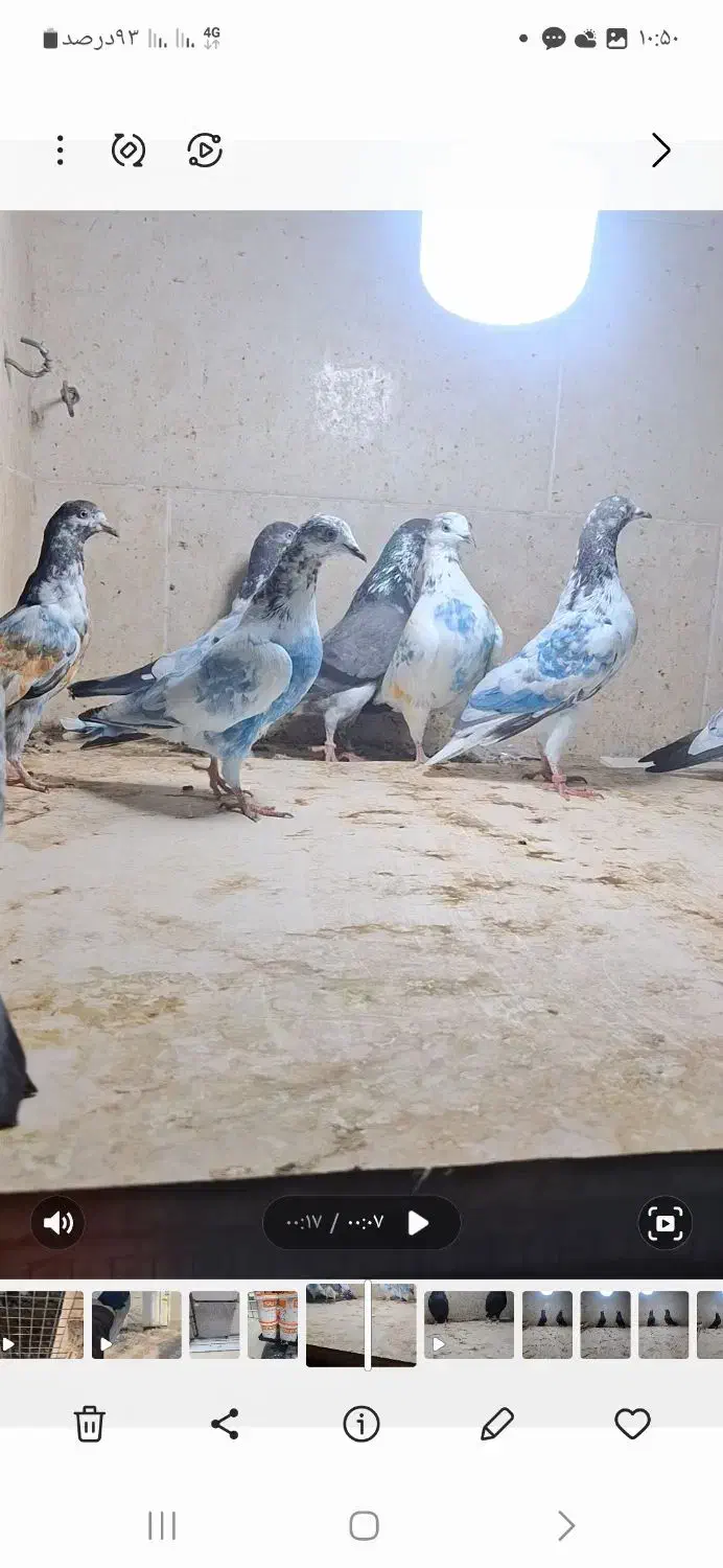 کبوتر پاکستانی و زاغ|پرنده|خورموج, |دیوار