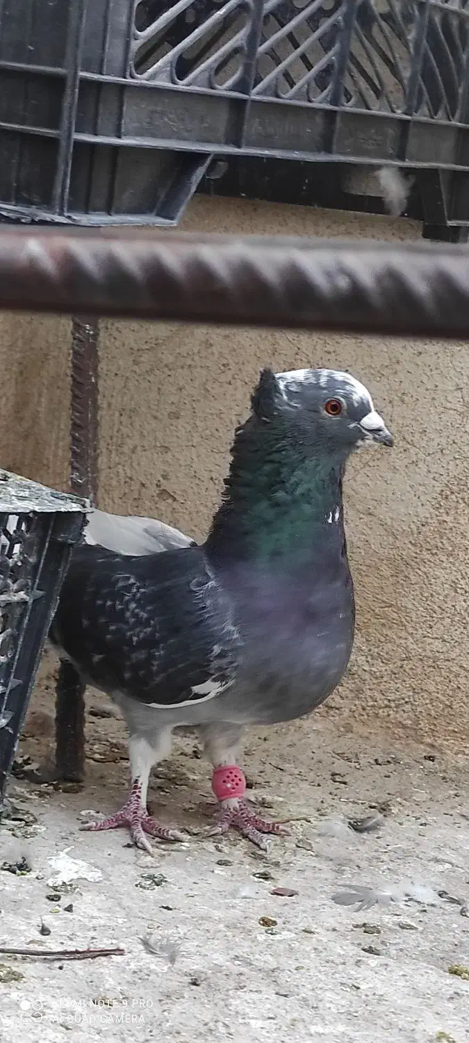 کفتر|پرنده|سپیدان, |دیوار