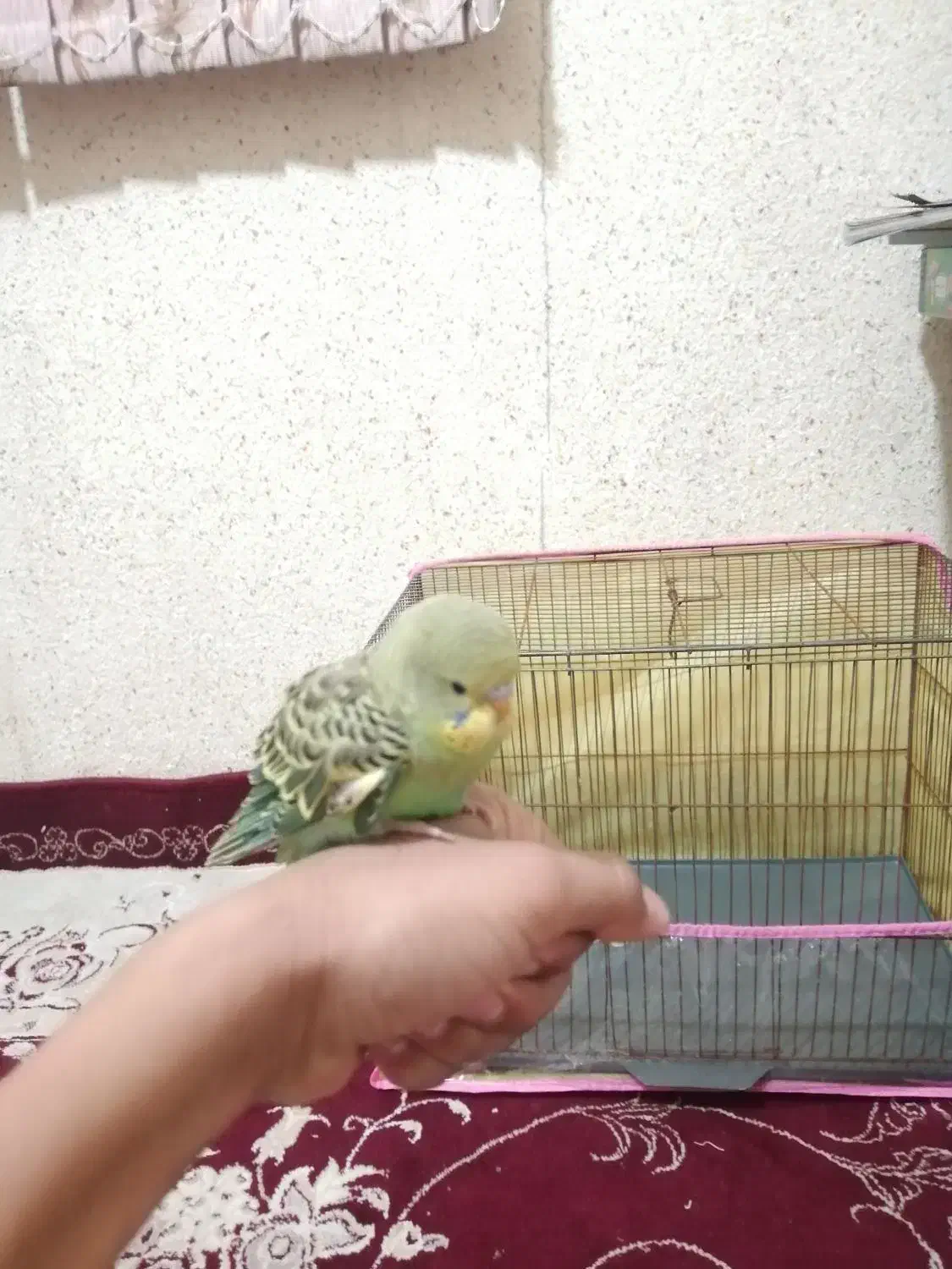 مرغ عشق جوجه خیلی دستی|پرنده|مرودشت, مسکن مهرگان|دیوار