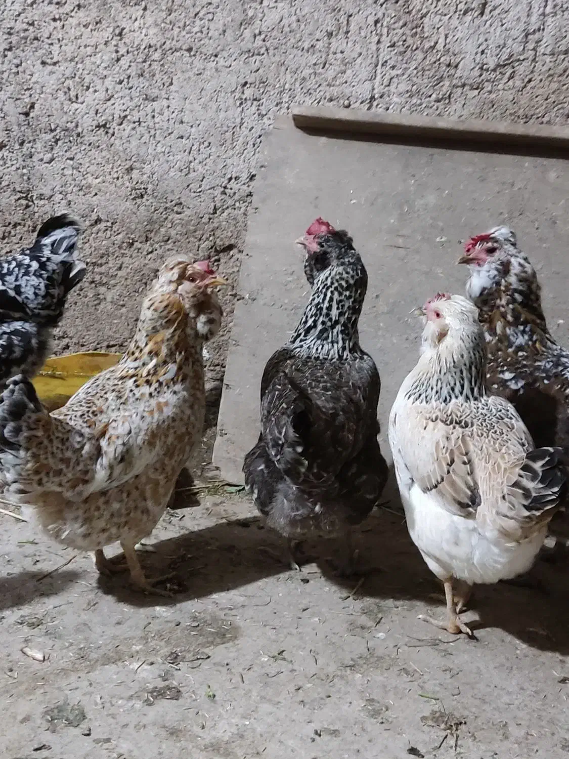 تخم‌مرغ گلین و ریشو|حیوانات مزرعه|شوشتر, |دیوار