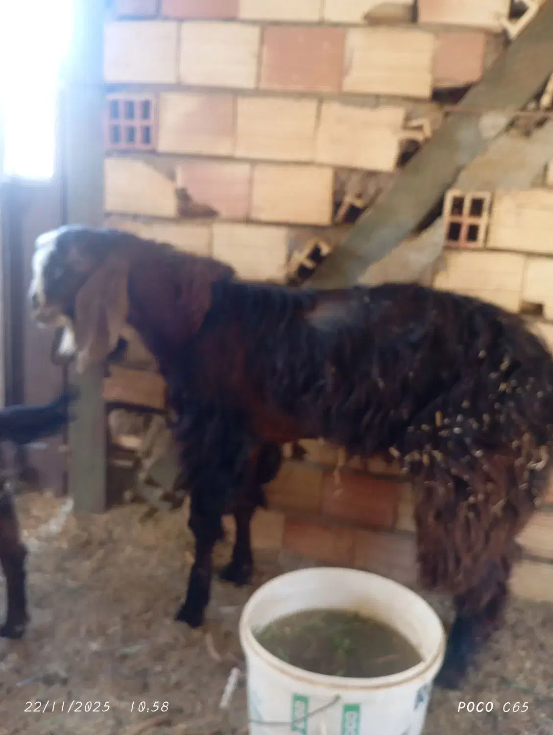 بز نر پربار وسنگین وزن صحیح وسلامت|حیوانات مزرعه|قلعه گنج, |دیوار