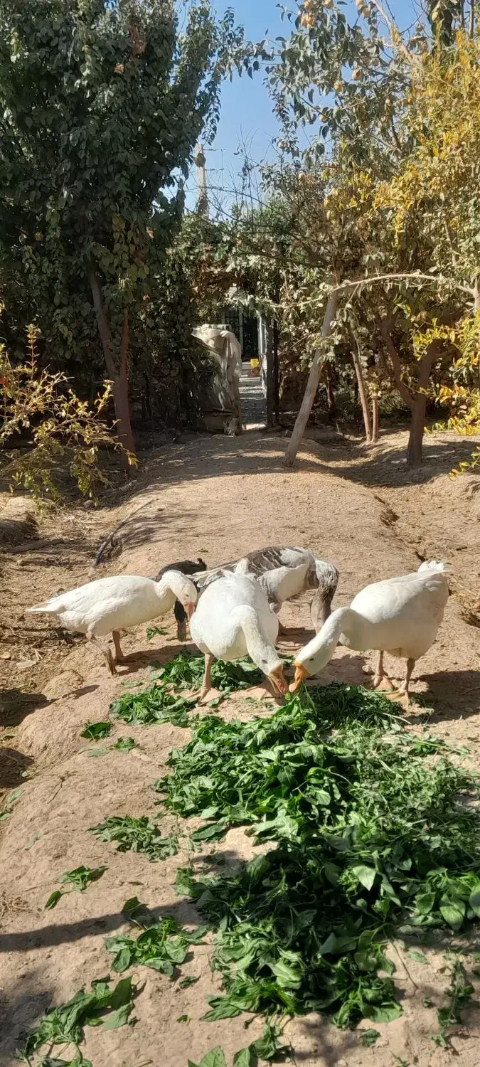 قوغاز|حیوانات مزرعه|پیشوا, |دیوار