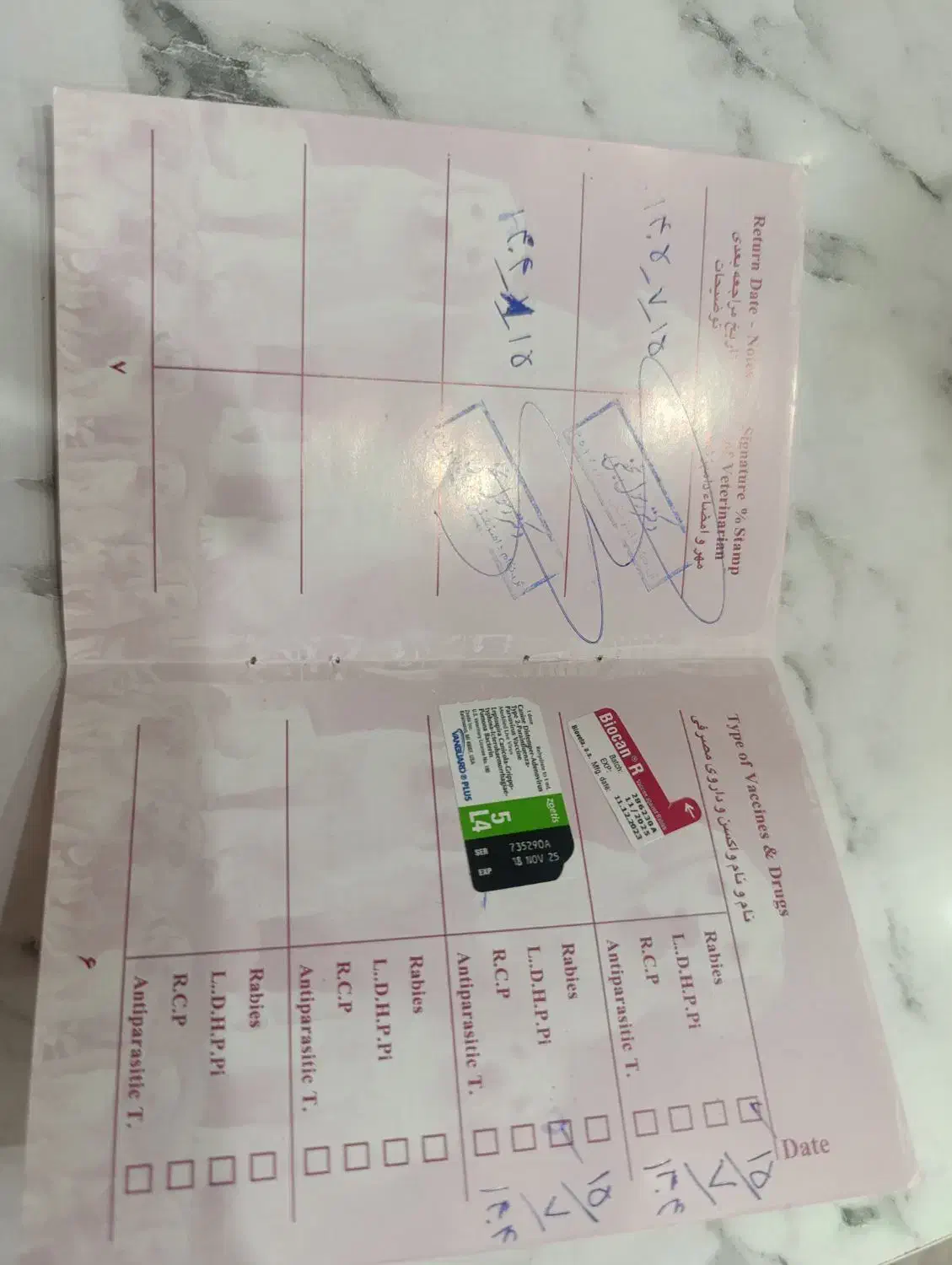 توله سگ پامر اشپیتز نر|سگ|اسدآباد, |دیوار