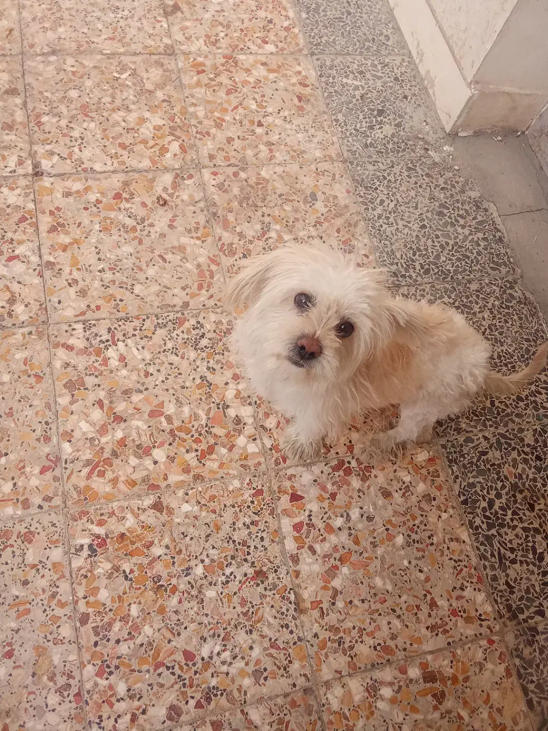 سگ اشپیتزو|سگ|نجفآباد, امام خمینی|دیوار