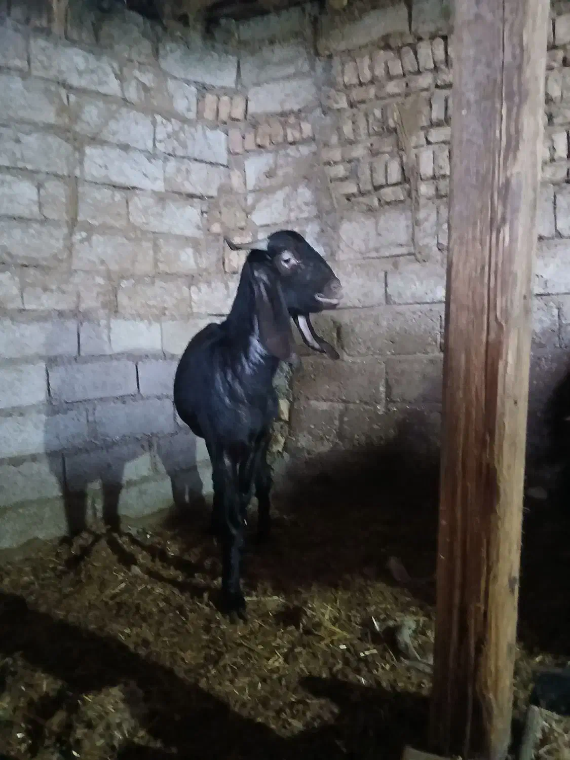 بز برای فروش گوسفند|حیوانات مزرعه|سوسنگرد, |دیوار