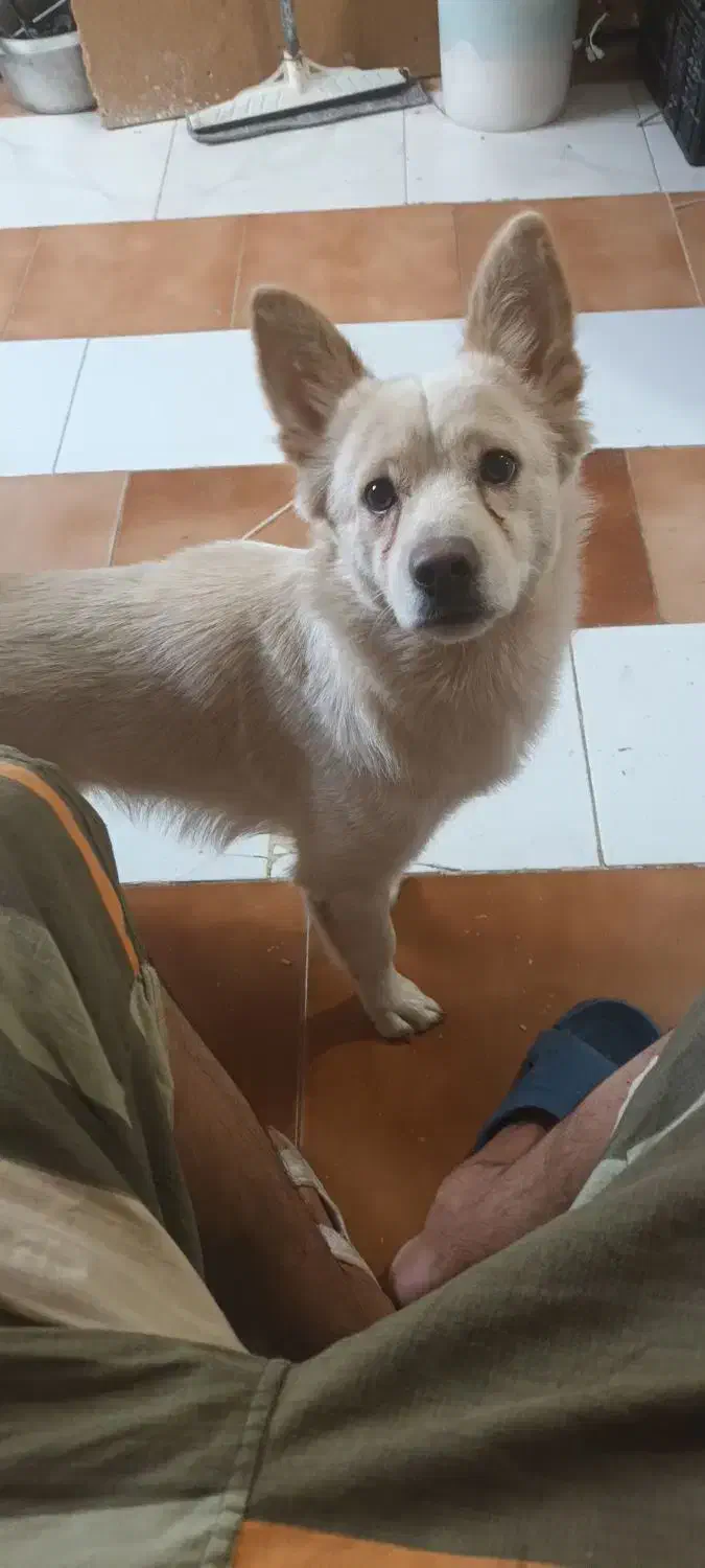 اشپیز نر یکسال ودوماه|سگ|گرگان, |دیوار