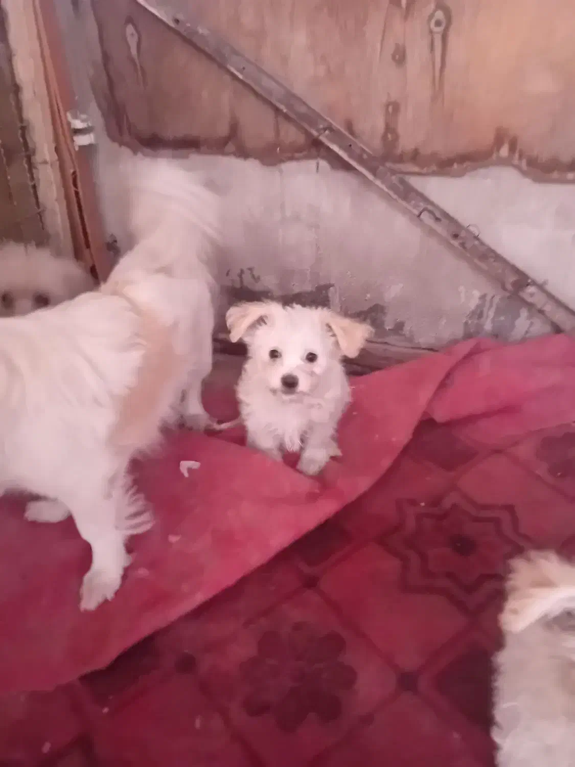 واگذاری توله|سگ|تهران, کیانشهر|دیوار