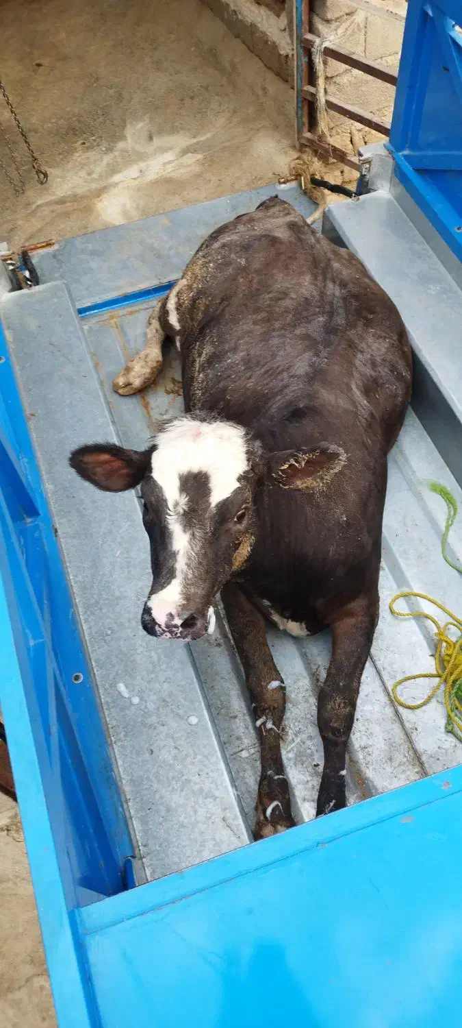 گوساله گاو گوسفند بز شکسته|حیوانات مزرعه|ایلام, |دیوار