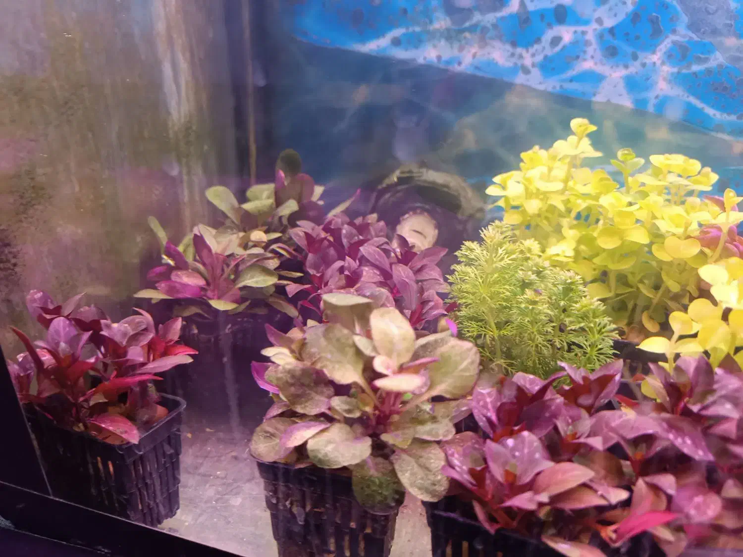 گیاه طبیعی اکواریوم|ماهی|اردبیل, |دیوار