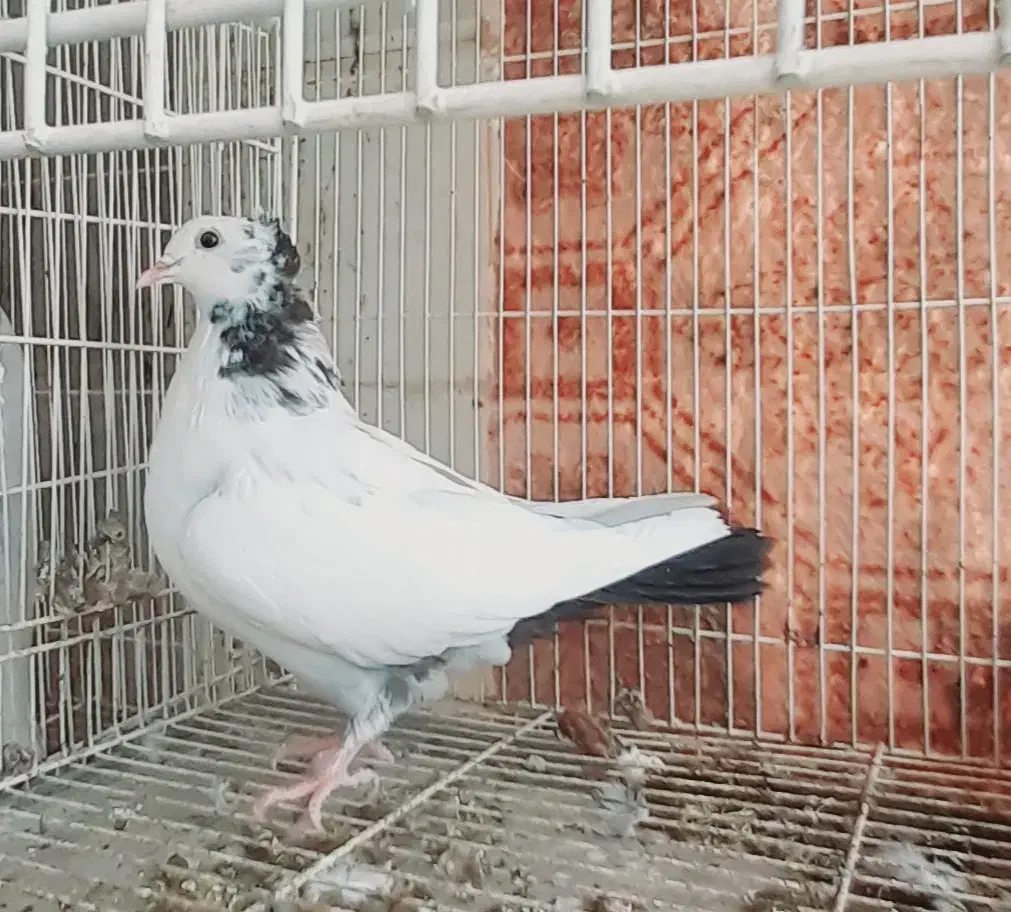 دمبی|پرنده|بجنورد, |دیوار