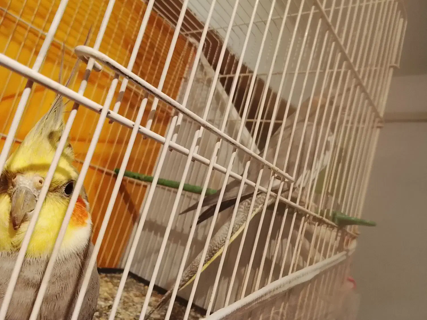 عروس هلندی|پرنده|رضویه, |دیوار