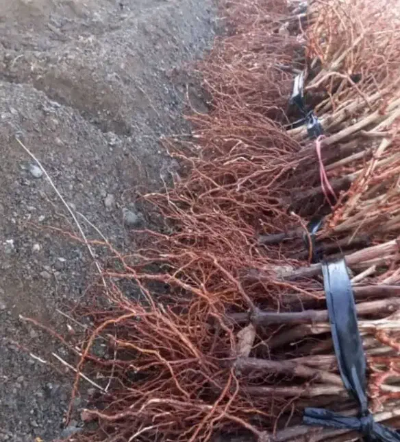 نهالستان گردو بادام و صنوبر|خدمات باغبانی و درختکاری|مرند, |دیوار