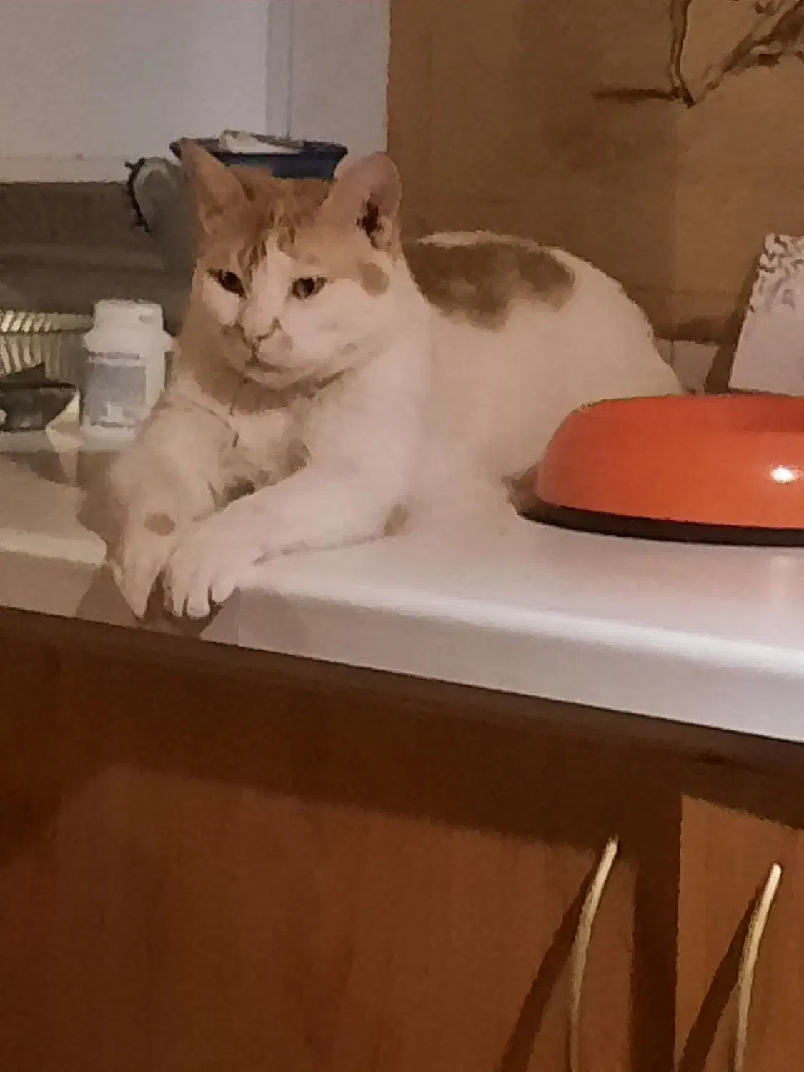 پیشی ناز|حیوانات|تهران, مینی‌سیتی (شهرک نفت)|دیوار