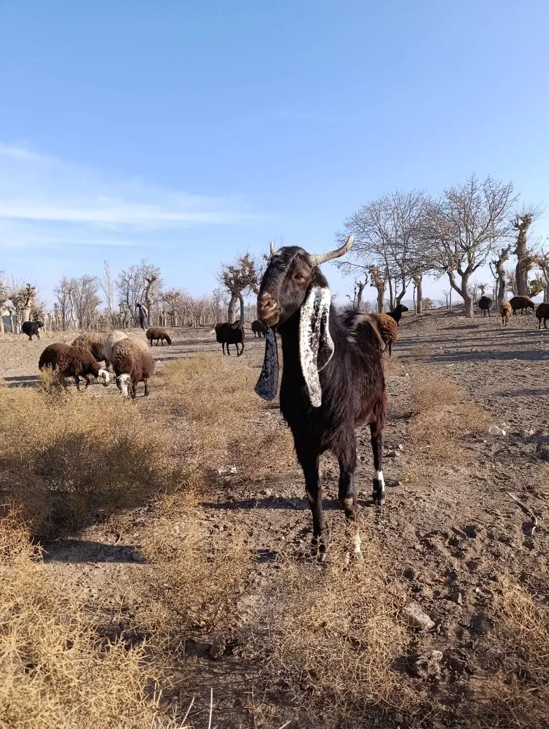 بزغاله نر پاکستانی لنگ ۳ قلو از مادر شیرا|حیوانات مزرعه|تربت‌حیدریه, شهرک ولیعصر|دیوار