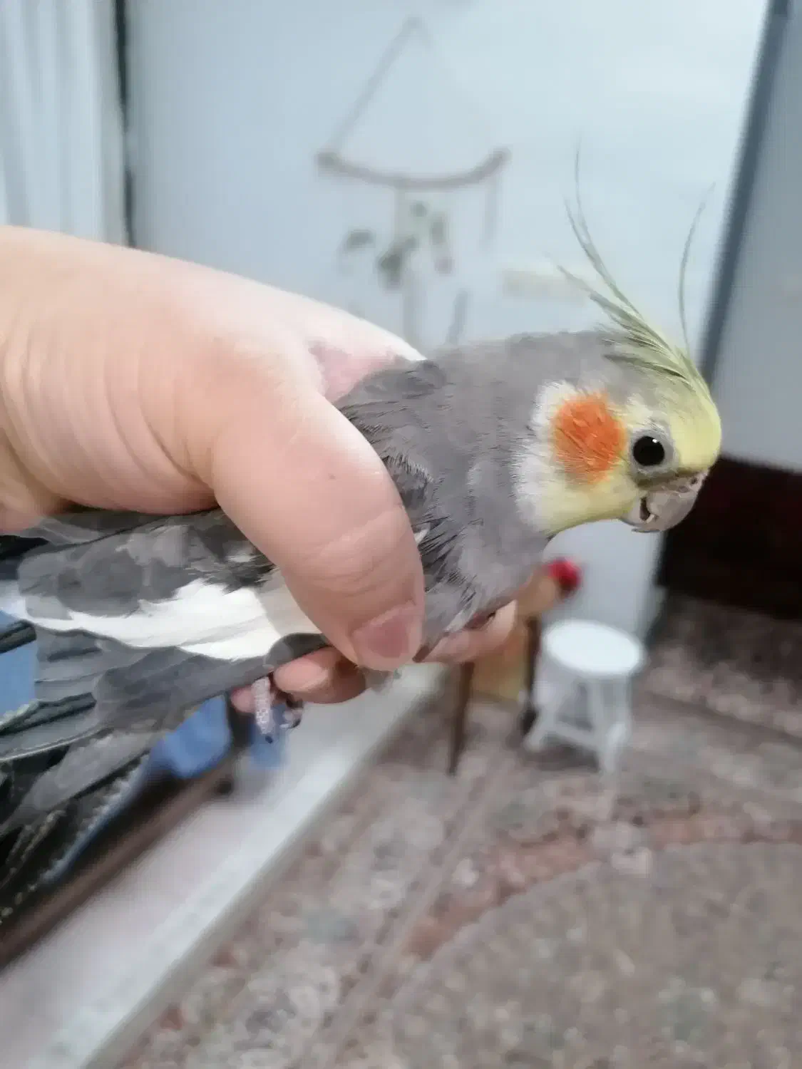 عـروس هلندی نر...450هزارتومن|پرنده|طرقبه, |دیوار