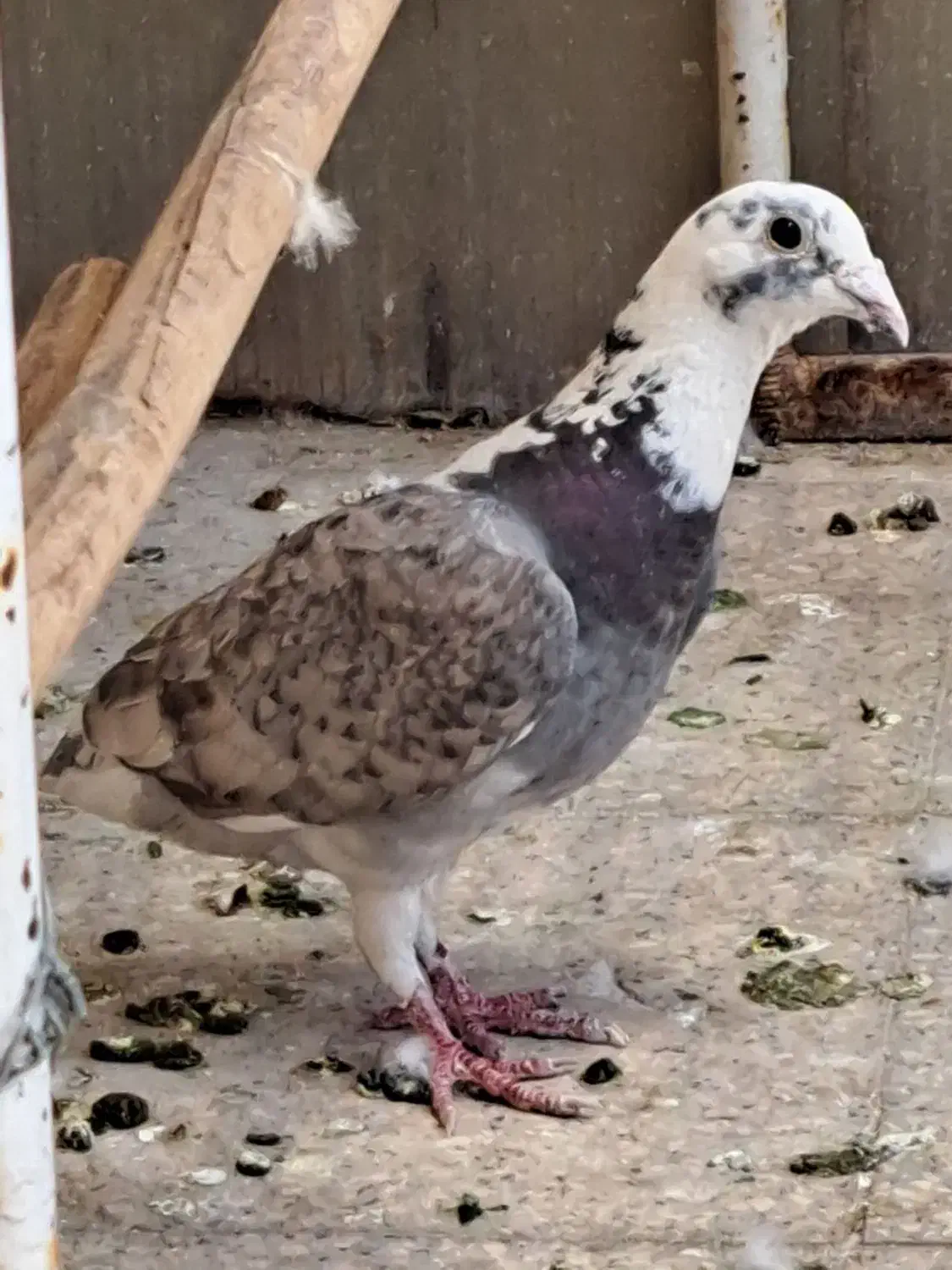 گمشده ماده هفترنگ آلمانی|حیوانات|قزوین, |دیوار