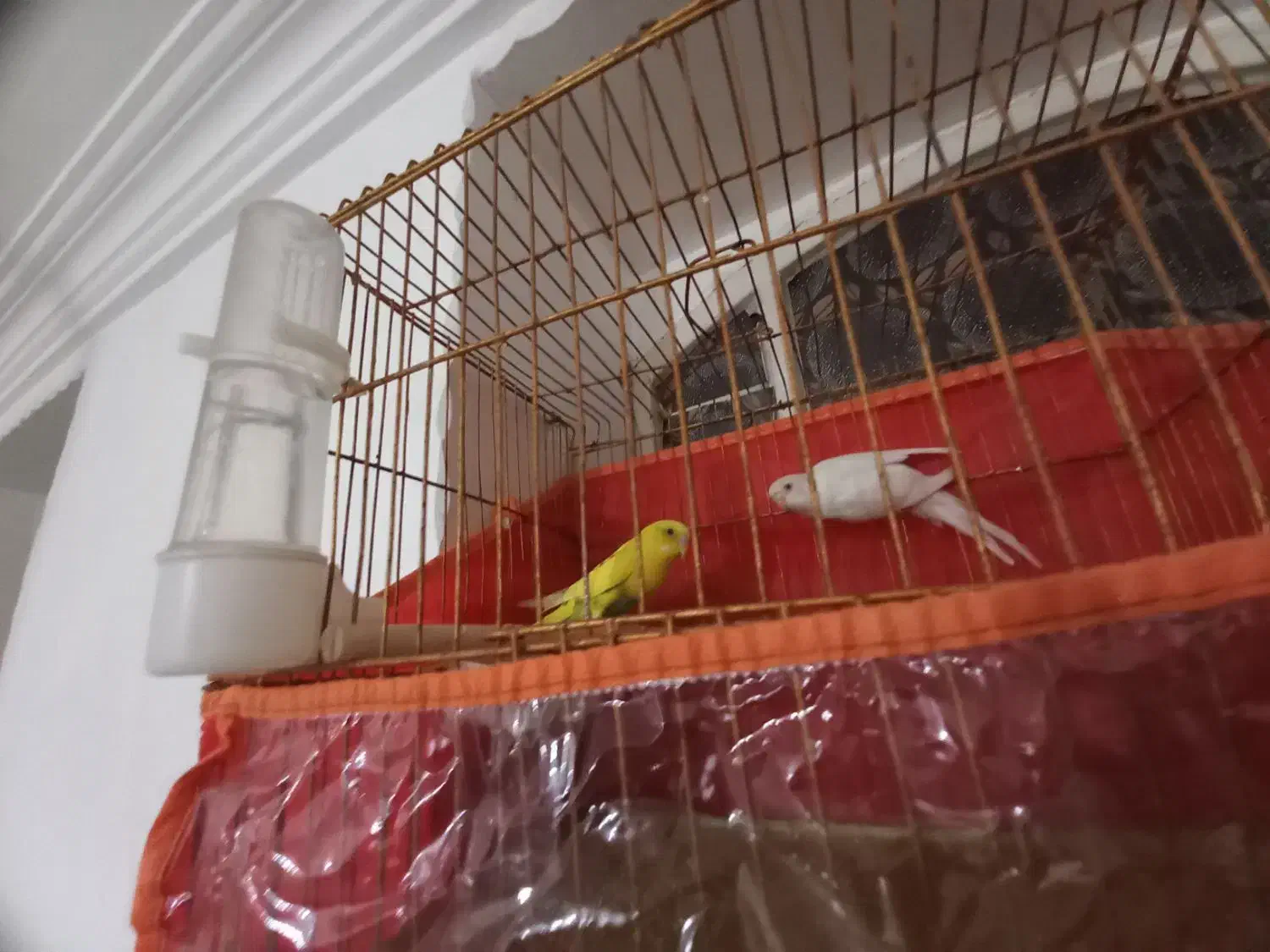 یک جف مرغ عشق هلندی درجه یک|پرنده|وراوی, |دیوار