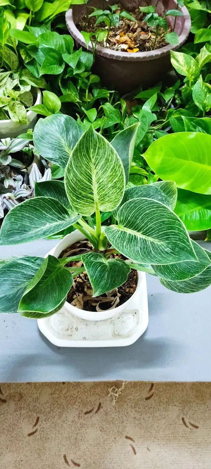 با گلهای زیبا طراوت را به خانه خود هدیه کن|گل و گیاه طبیعی|شاهین‌شهر, عطار|دیوار