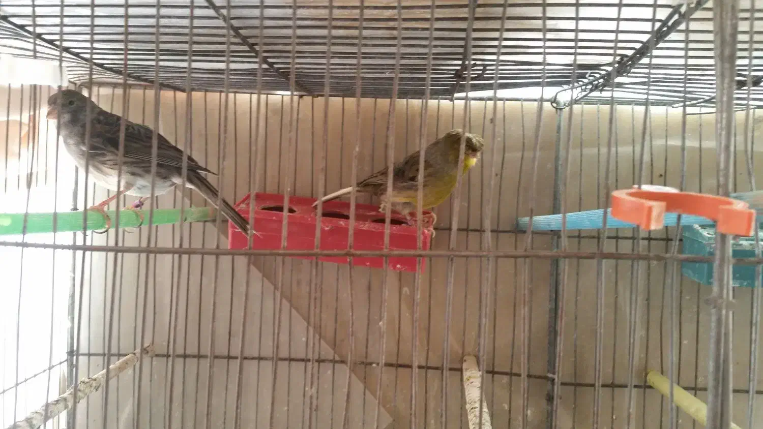 قناری گلاستر|پرنده|سهند, |دیوار