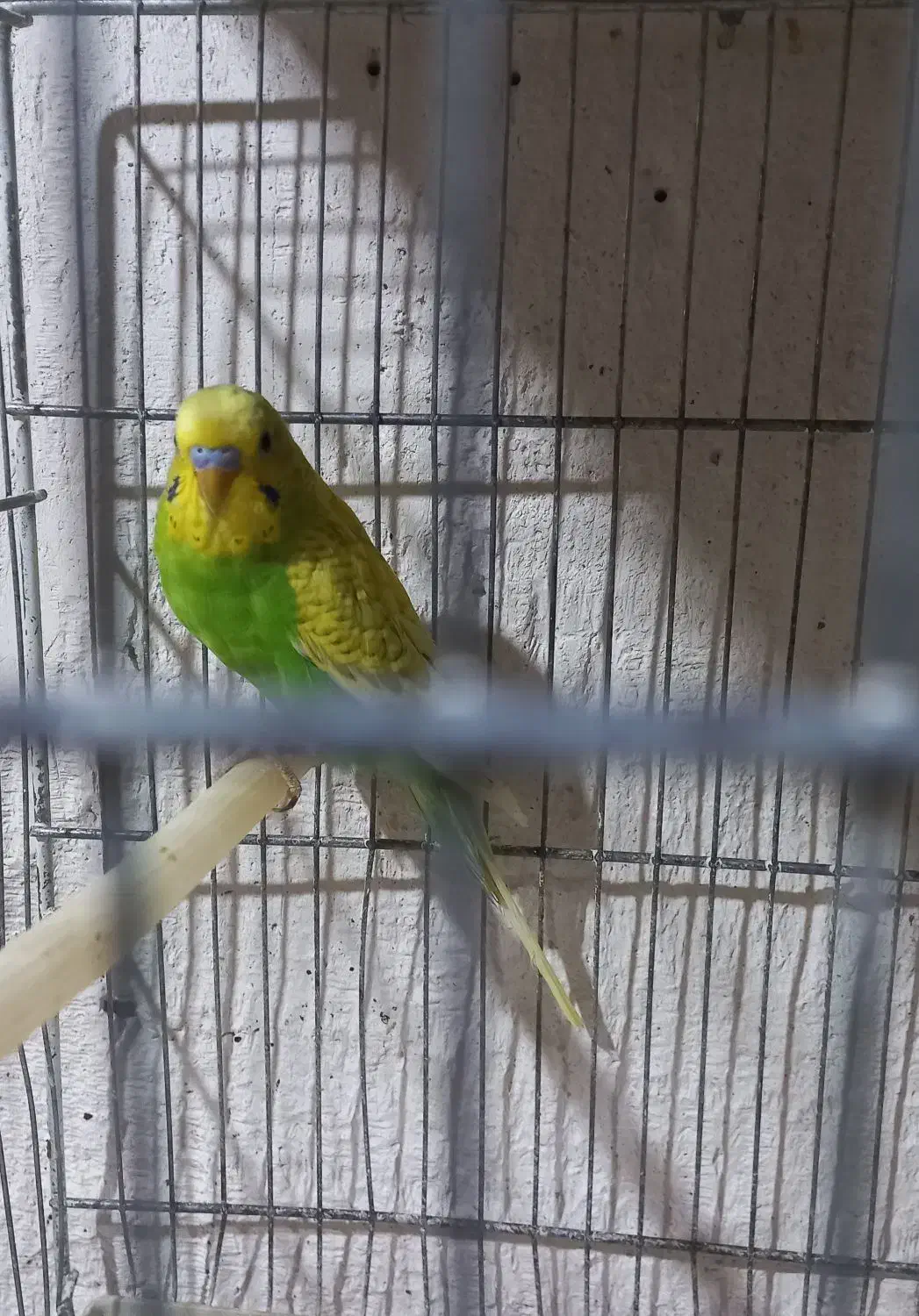 مرغ عشق رنگین کمانی|پرنده|مشگین شهر, |دیوار