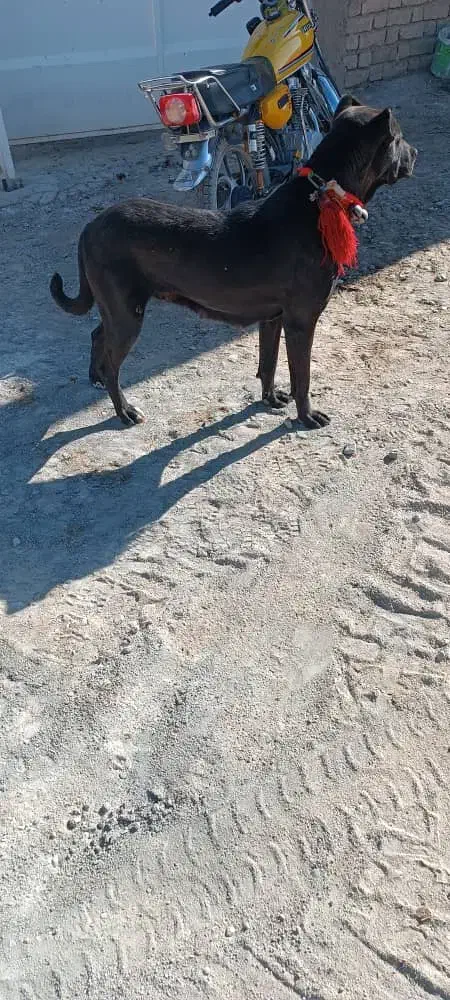 سگ سراب واگذاری|سگ|هرند, |دیوار