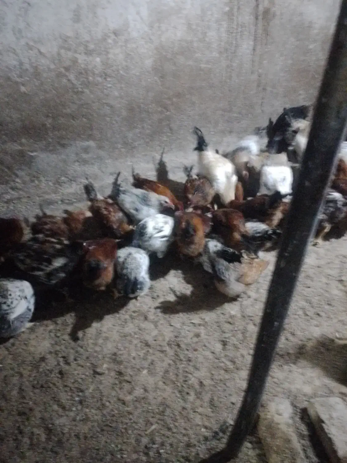 خروس محلی|حیوانات مزرعه|شهمیرزاد, |دیوار