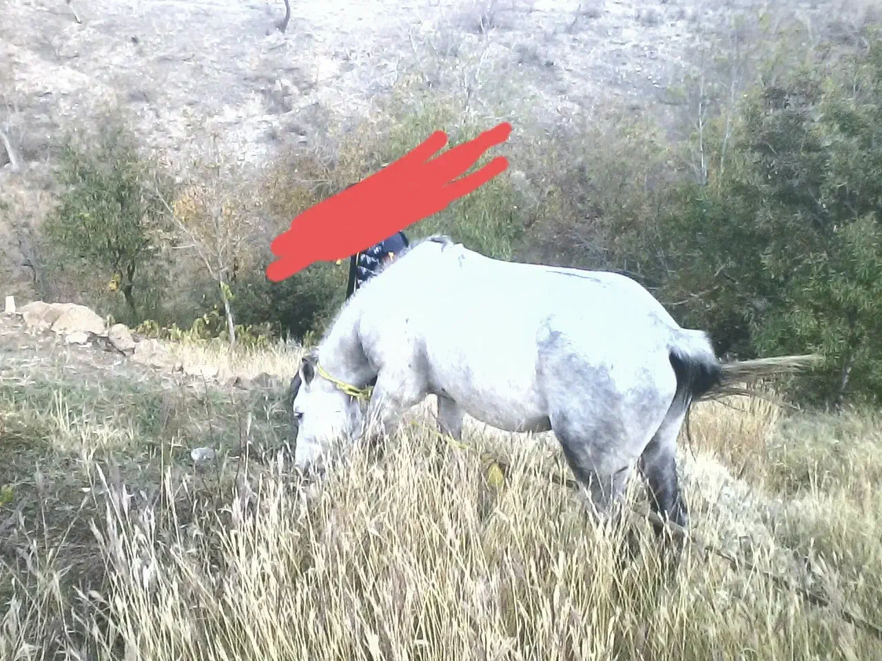 اسب نریان کرد ۵ ساله|اسب و تجهیزات اسبسواری|جلفا, |دیوار