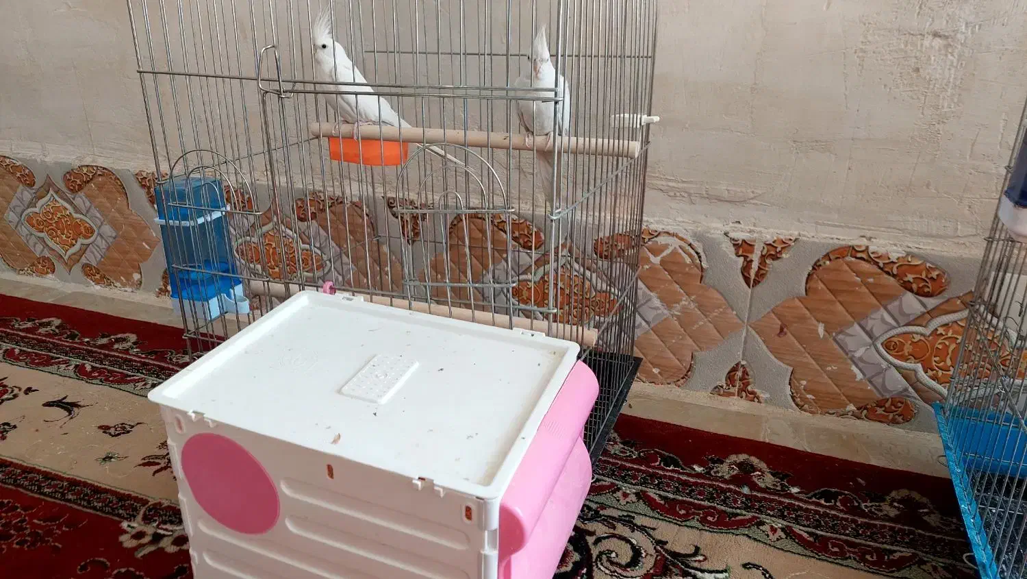 عروس هلندی|پرنده|مرودشت, شهرک مهدیه|دیوار