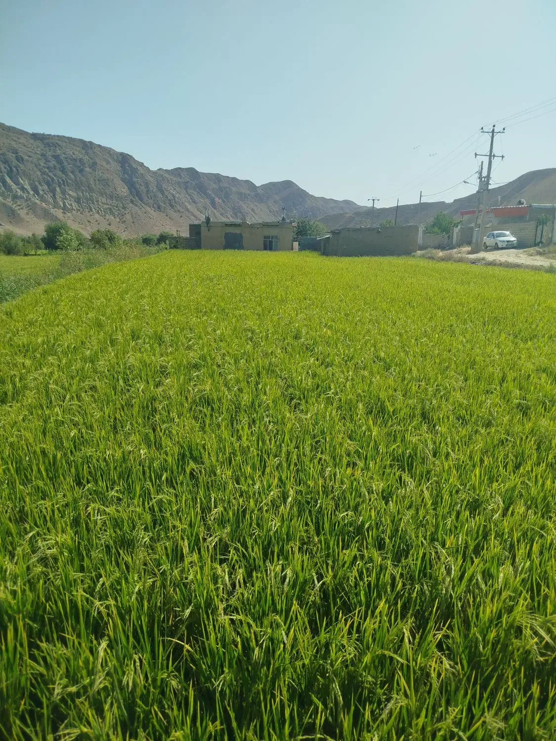 خدمات و نظافت منزل و پرستاری از سالمندان|خدمات نظافت|مشهد, امیریه|دیوار