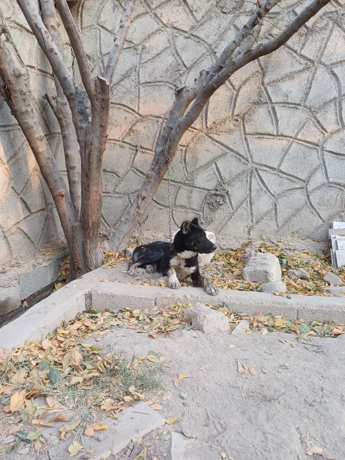 سگ نر نه ماهه|سگ|فردوسیه, |دیوار