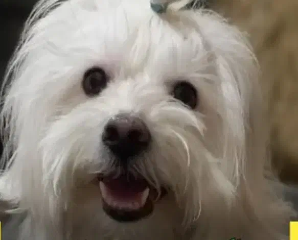 فروش سگ ایشپیتز|سگ|تبریز, |دیوار