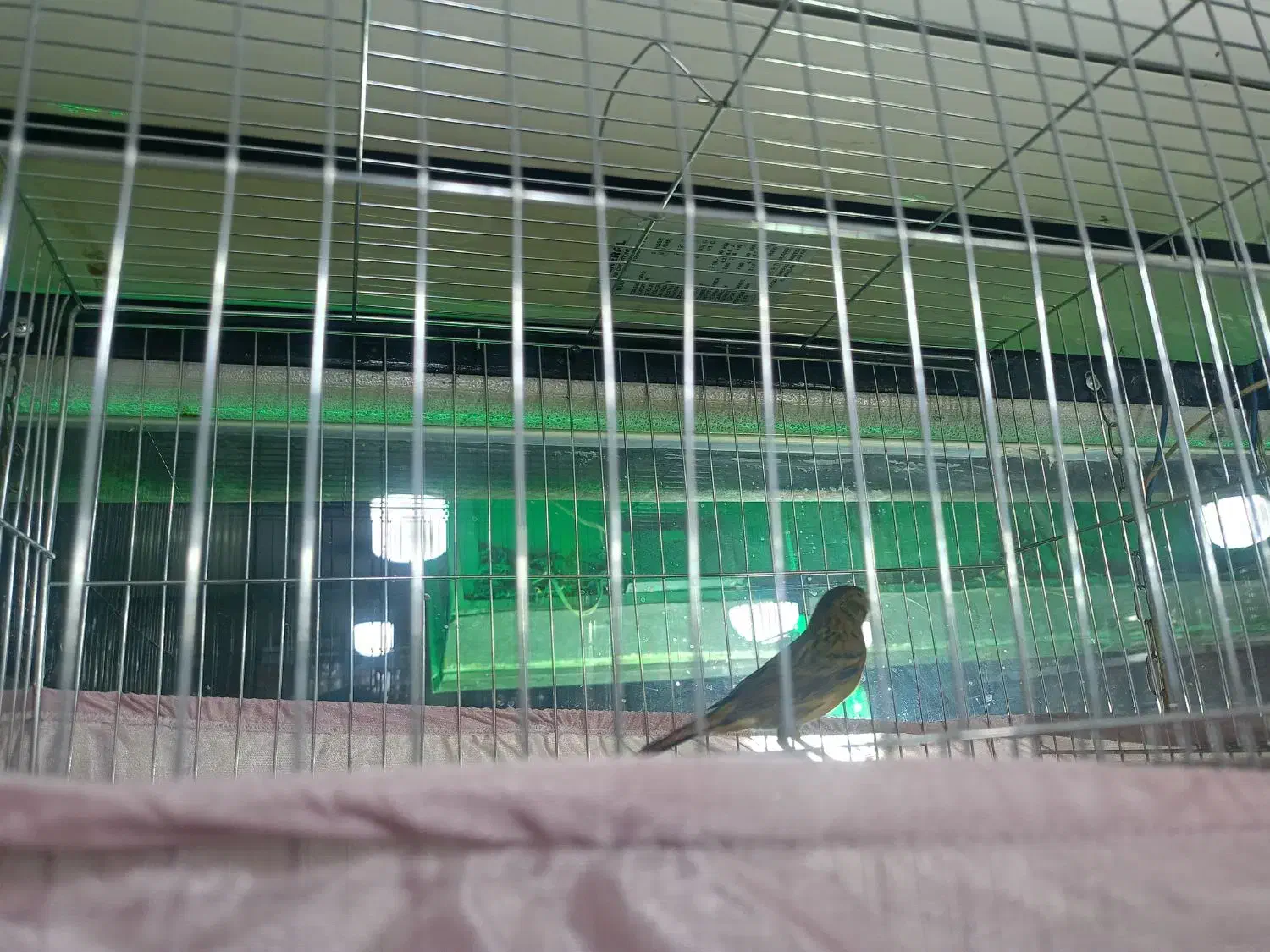 قناری نر مست مست شلاقی|پرنده|تهران, شهرک طالقانی|دیوار