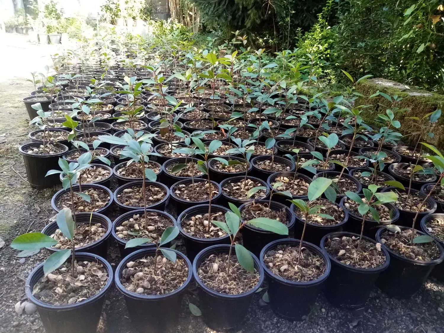 فتونیا|گل و گیاه طبیعی|چابکسر, |دیوار